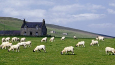 The document builds on the CCC's broad net-zero advice issued last May. Pictured: Sheep farming in Scotland